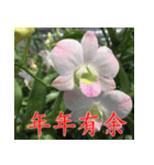 orchids china（個別スタンプ：13）