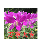 orchids china（個別スタンプ：15）