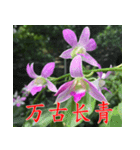 orchids china（個別スタンプ：16）