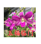 orchids china（個別スタンプ：17）