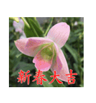 orchids china（個別スタンプ：18）