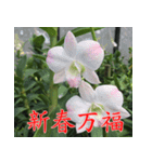 orchids china（個別スタンプ：19）