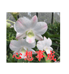 orchids china（個別スタンプ：21）