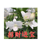orchids china（個別スタンプ：22）