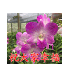 orchids china（個別スタンプ：23）