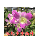 orchids china（個別スタンプ：24）