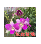 orchids china（個別スタンプ：25）