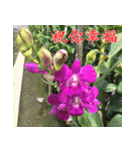 orchids china（個別スタンプ：26）