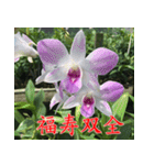 orchids china（個別スタンプ：27）