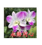 orchids china（個別スタンプ：28）