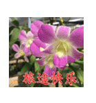 orchids china（個別スタンプ：29）