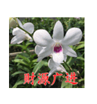 orchids china（個別スタンプ：30）