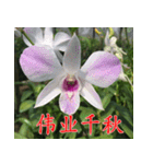 orchids china（個別スタンプ：31）