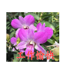 orchids china（個別スタンプ：32）