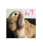 Rabbit-2017（個別スタンプ：1）