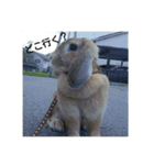 Rabbit-2017（個別スタンプ：2）