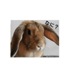 Rabbit-2017（個別スタンプ：3）