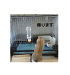Rabbit-2017（個別スタンプ：4）