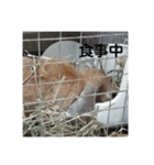 Rabbit-2017（個別スタンプ：5）