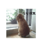 Rabbit-2017（個別スタンプ：6）