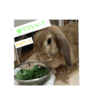 Rabbit-2017（個別スタンプ：7）