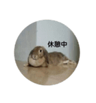Rabbit-2017（個別スタンプ：8）