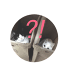 黒白猫（個別スタンプ：1）