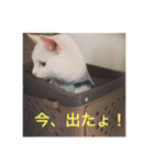 黒白猫（個別スタンプ：3）