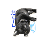 黒猫さくちゃん))（個別スタンプ：1）