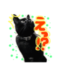 黒猫さくちゃん))（個別スタンプ：6）