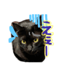 黒猫さくちゃん))（個別スタンプ：8）