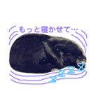 黒猫さくちゃん))（個別スタンプ：13）