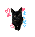 黒猫さくちゃん))（個別スタンプ：14）