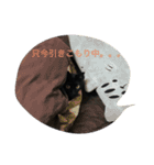 黒猫さくちゃん))（個別スタンプ：16）