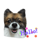 Hocky（個別スタンプ：1）