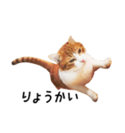 うちの気ままネコ（個別スタンプ：4）