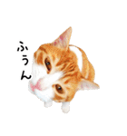 うちの気ままネコ（個別スタンプ：6）