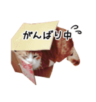 うちの気ままネコ（個別スタンプ：8）