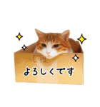 うちの気ままネコ（個別スタンプ：10）