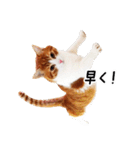 うちの気ままネコ（個別スタンプ：12）