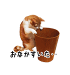 うちの気ままネコ（個別スタンプ：14）