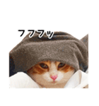 うちの気ままネコ（個別スタンプ：16）