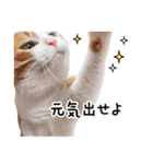 うちの気ままネコ（個別スタンプ：17）