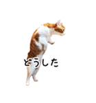 うちの気ままネコ（個別スタンプ：21）