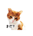 うちの気ままネコ（個別スタンプ：22）