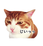 うちの気ままネコ（個別スタンプ：23）