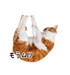 うちの気ままネコ（個別スタンプ：24）