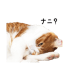 うちの気ままネコ（個別スタンプ：28）