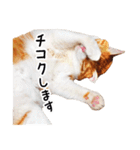 うちの気ままネコ（個別スタンプ：34）
