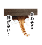 うちの気ままネコ（個別スタンプ：40）